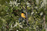 Baltimore Oriole 6822